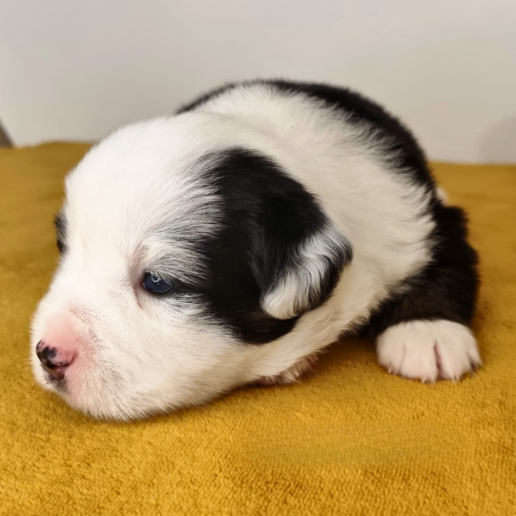 Chiot berger américain des minis du pic saint loup