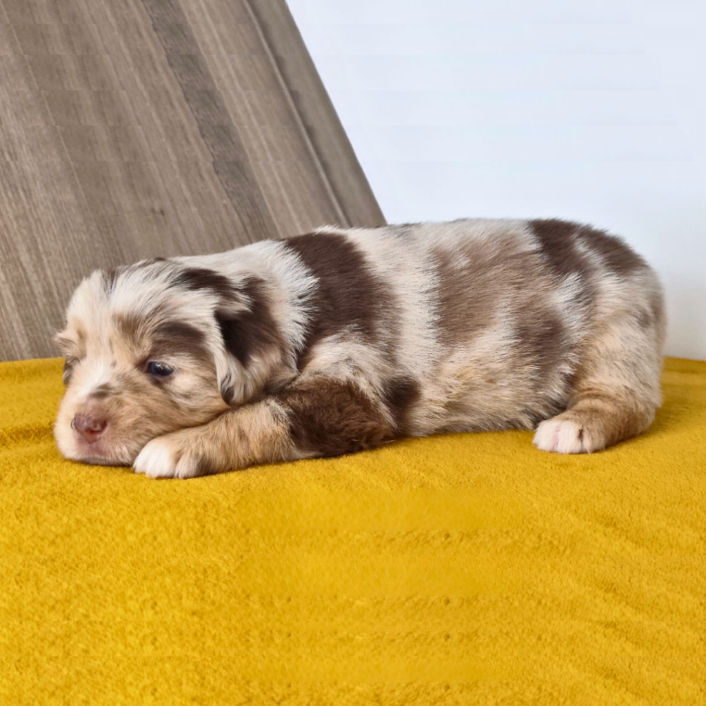 Chiot berger américain des minis du pic saint loup