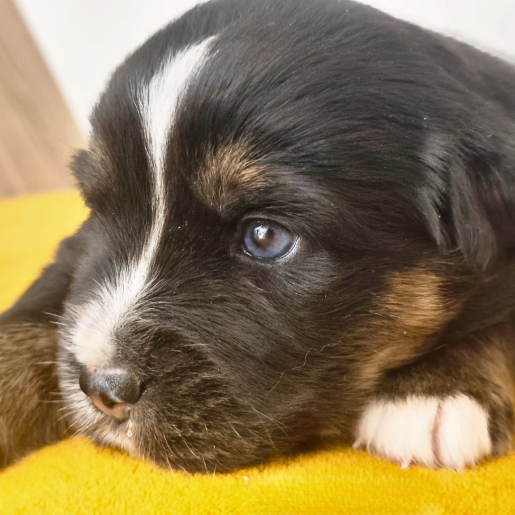 Chiot berger américain des minis du pic saint loup