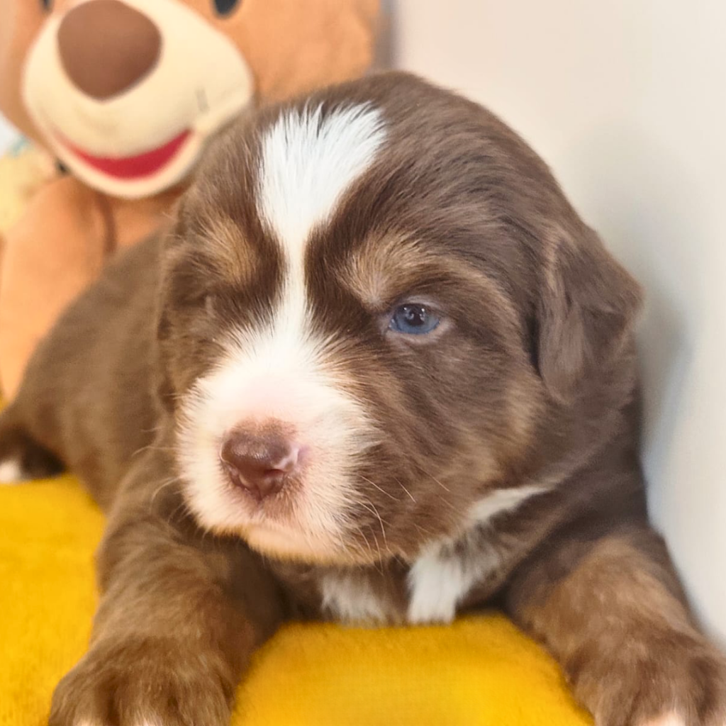 Chiot berger américain des minis du pic saint loup