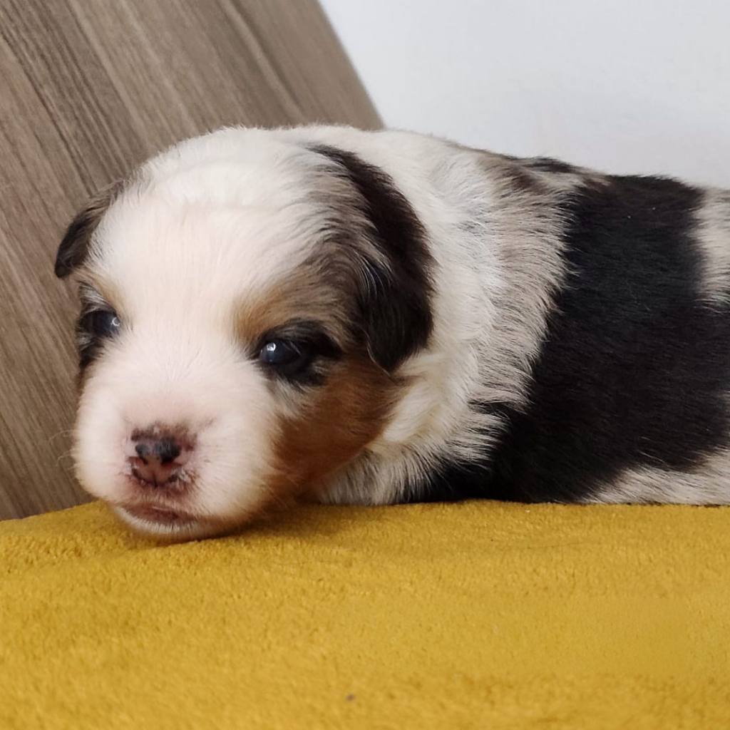 Chiot berger américain des minis du pic saint loup