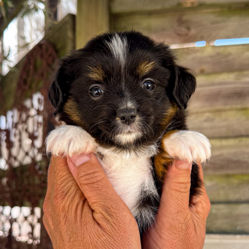 Chiot berger américain des minis du pic saint loup. Photo réalisé par Marilou Roch, Altura Communication