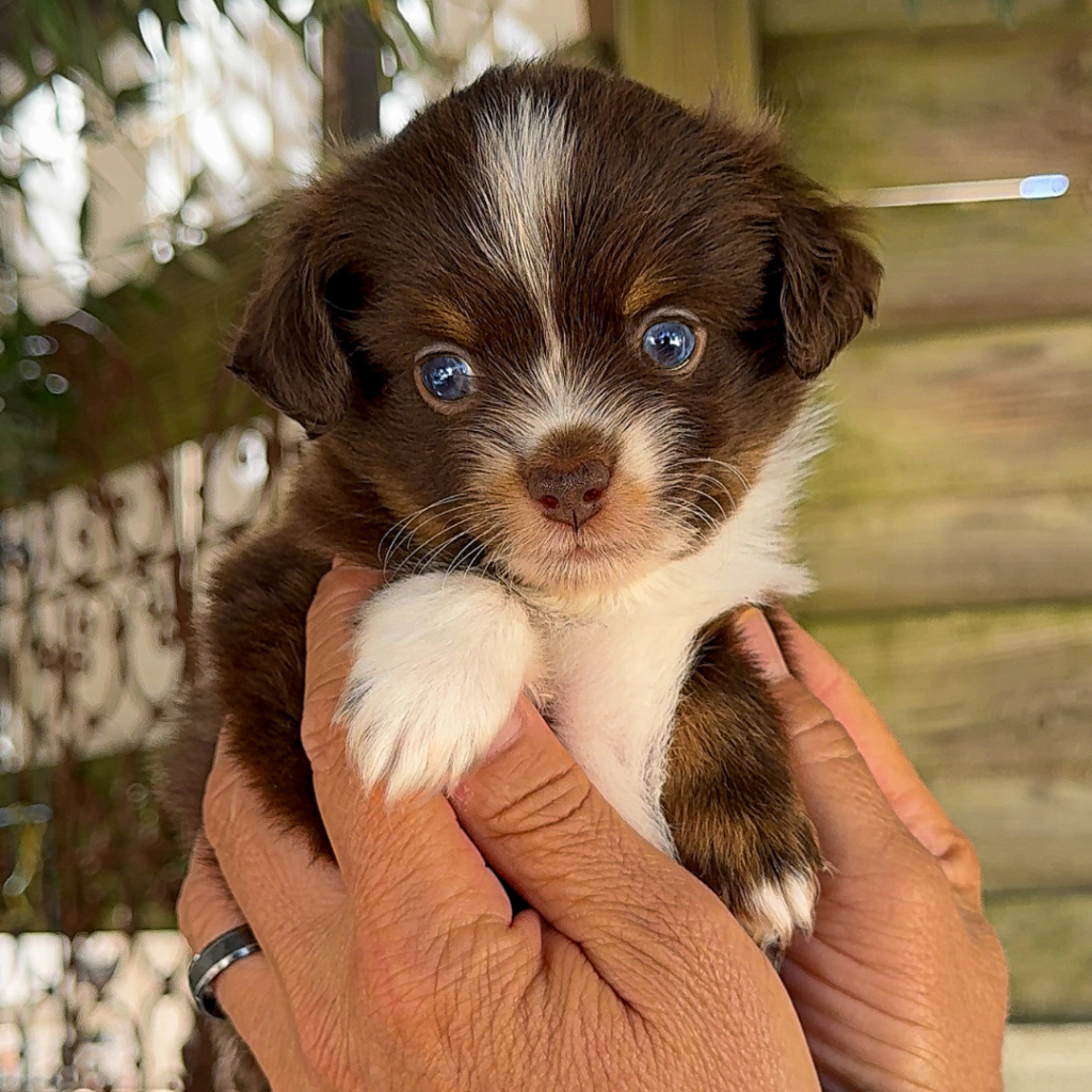 Chiot berger américain des minis du pic saint loup. Photo réalisé par Marilou Roch, Altura Communication