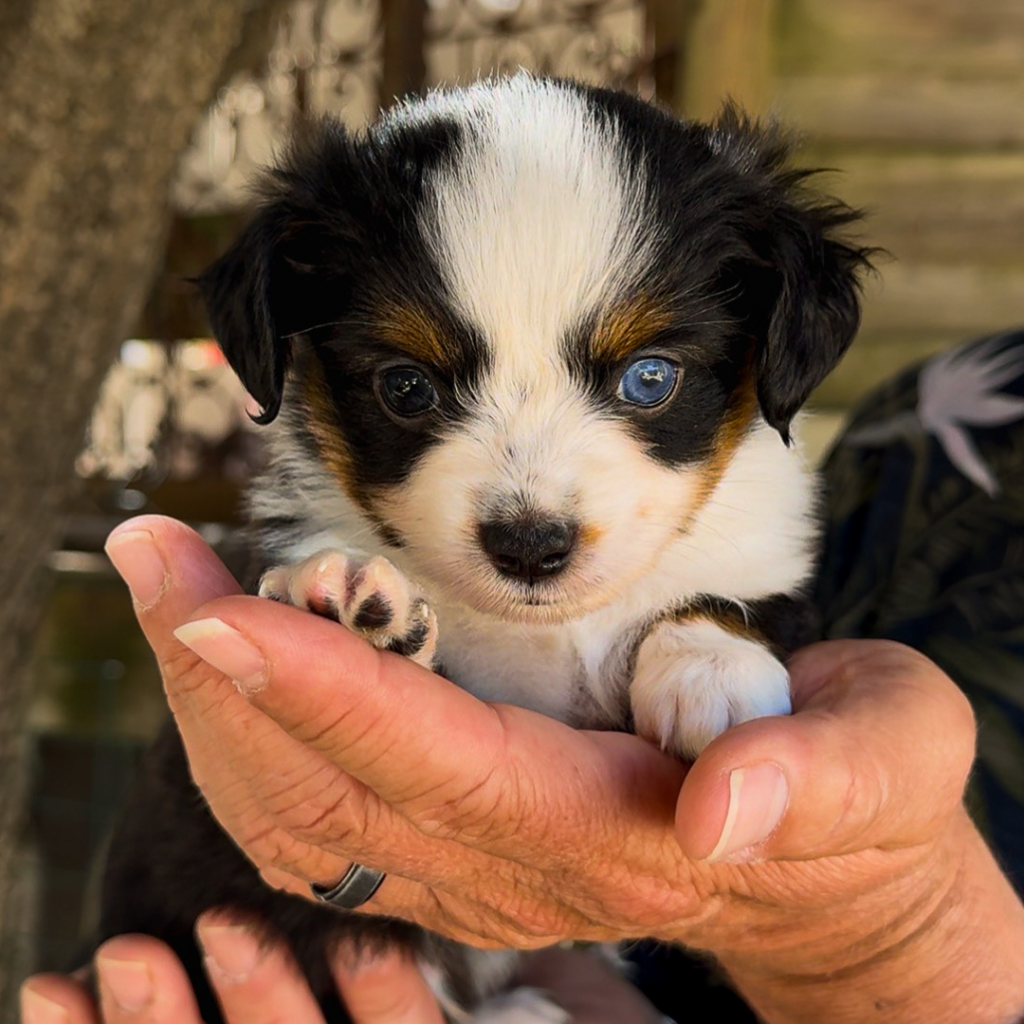 Chiot berger américain des minis du pic saint loup. Photo réalisé par Marilou Roch, Altura Communication