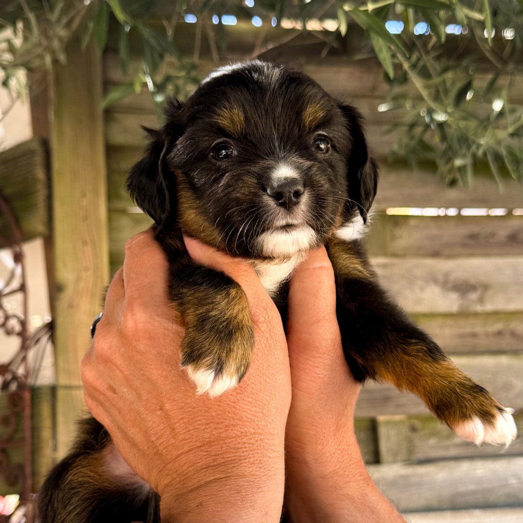 Chiot berger américain des minis du pic saint loup. Photo réalisé par Marilou Roch, Altura Communication